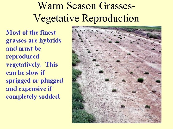 Warm Season Grasses. Vegetative Reproduction Most of the finest grasses are hybrids and must