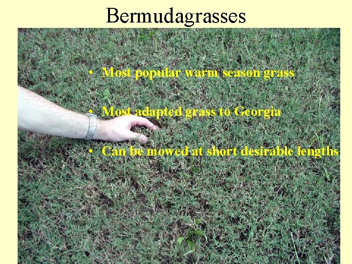 Bermudagrasses • Most popular warm season grass • Most adapted grass to Georgia •