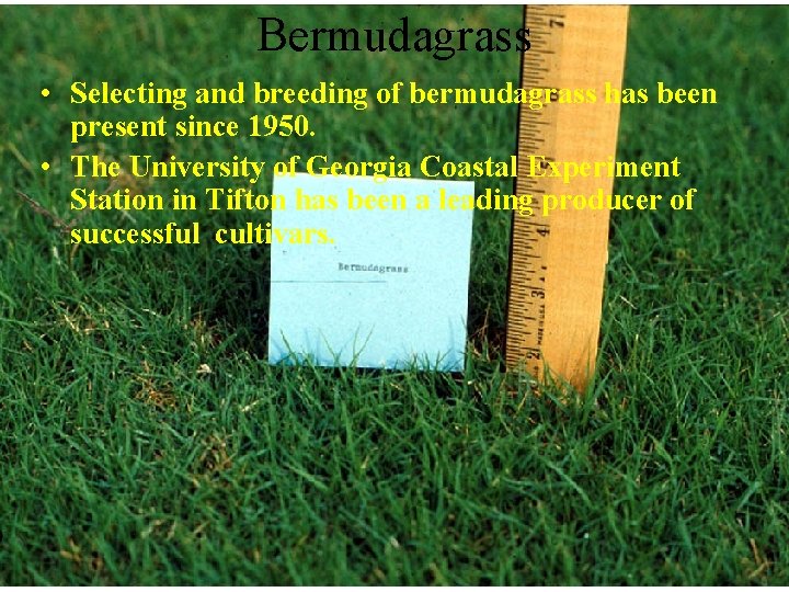 Bermudagrass • Selecting and breeding of bermudagrass has been present since 1950. • The