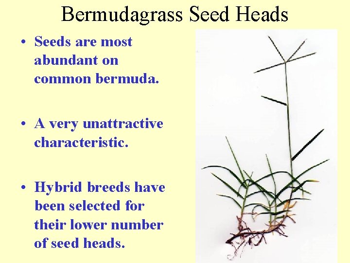 Bermudagrass Seed Heads • Seeds are most abundant on common bermuda. • A very