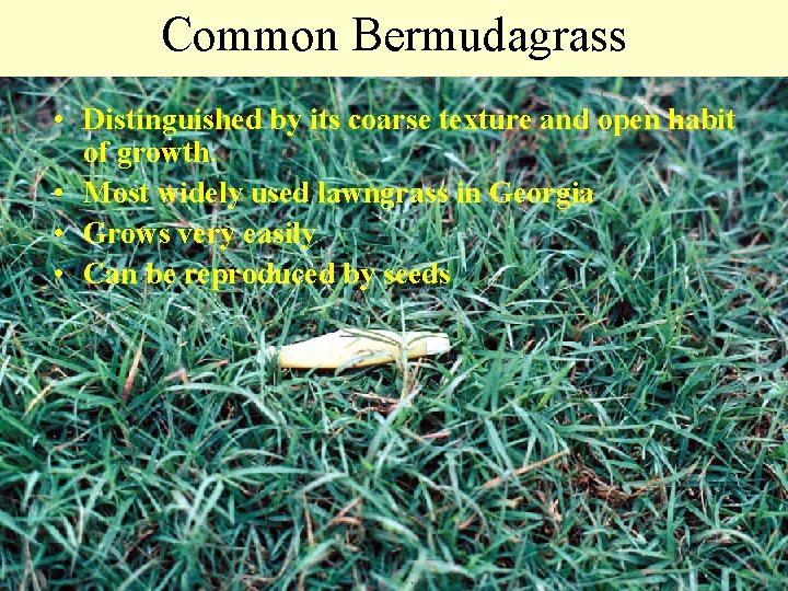 Common Bermudagrass • Distinguished by its coarse texture and open habit of growth. •