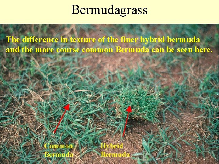 Bermudagrass The difference in texture of the finer hybrid bermuda and the more course