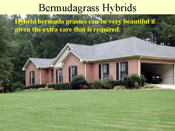 Bermudagrass Hybrid bermuda grasses can be very beautiful if given the extra care that