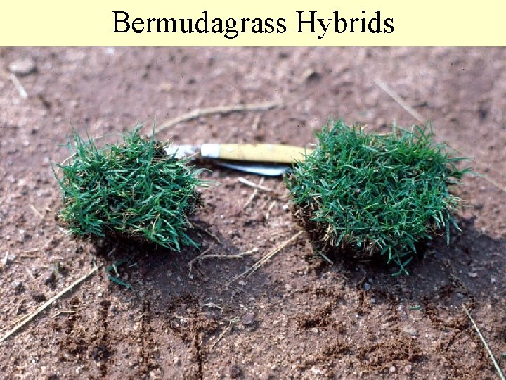 Bermudagrass Hybrids 