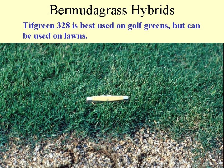 Bermudagrass Hybrids Tifgreen 328 is best used on golf greens, but can be used