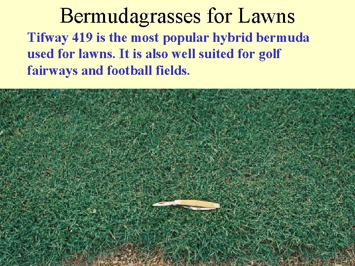 Bermudagrasses for Lawns Tifway 419 is the most popular hybrid bermuda used for lawns.