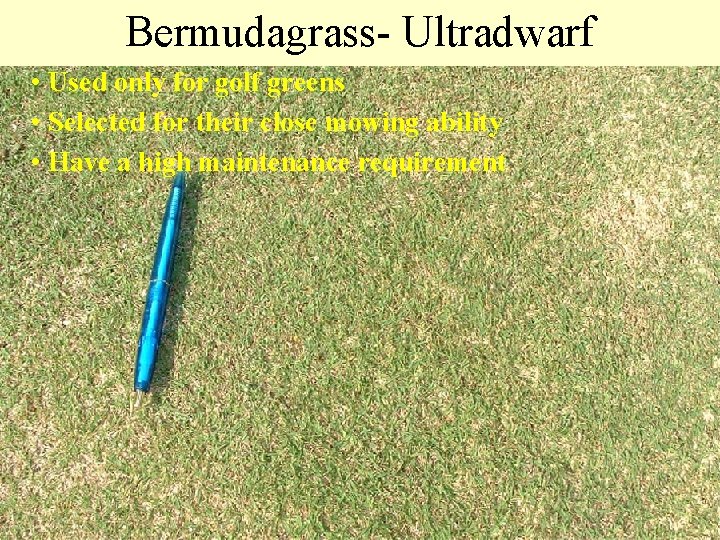 Bermudagrass- Ultradwarf • Used only for golf greens • Selected for their close mowing