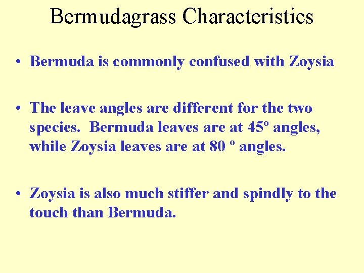 Bermudagrass Characteristics • Bermuda is commonly confused with Zoysia • The leave angles are