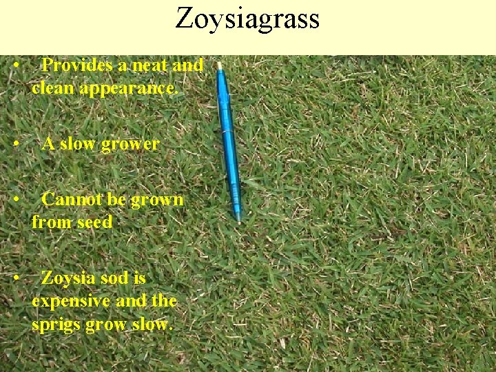Zoysiagrass • • Provides a neat and clean appearance. A slow grower • Cannot