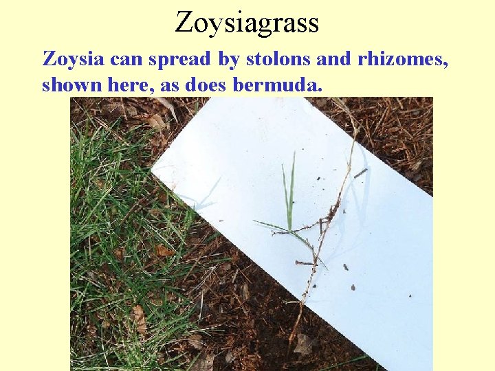 Zoysiagrass Zoysia can spread by stolons and rhizomes, shown here, as does bermuda. 