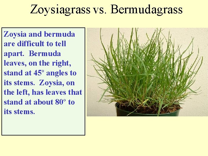 Zoysiagrass vs. Bermudagrass Zoysia and bermuda are difficult to tell apart. Bermuda leaves, on