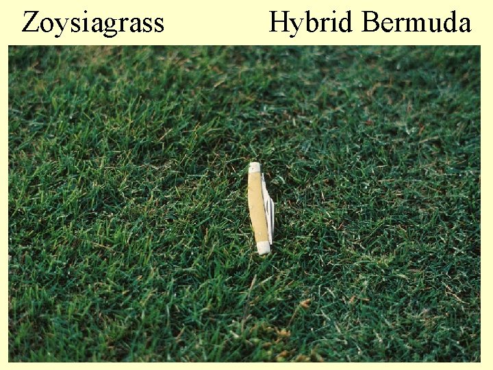 Zoysiagrass Hybrid Bermuda 