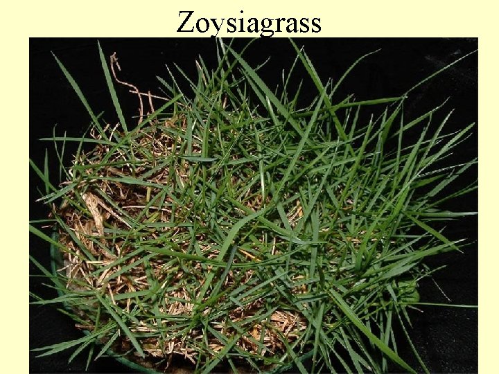 Zoysiagrass Zoysia makes a beautiful lawn but grow slowly and requires a lot of