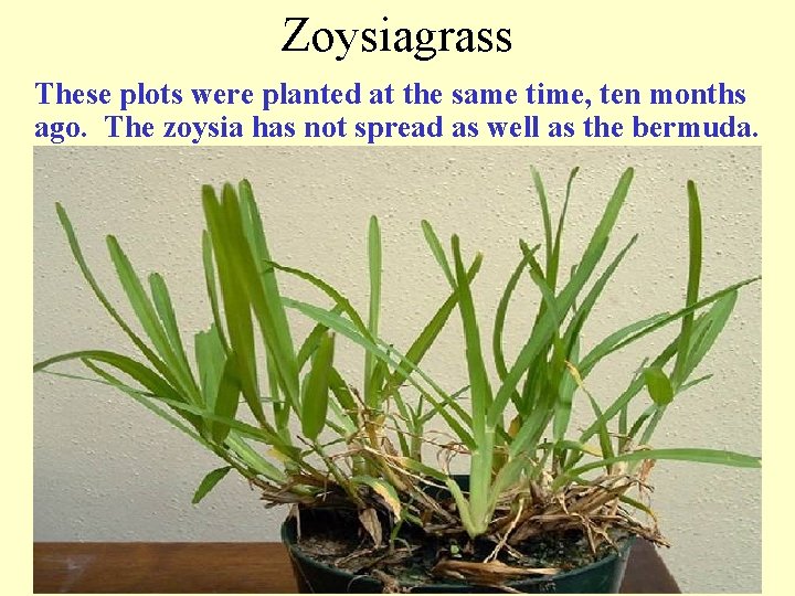 Zoysiagrass These plots were planted at the same time, ten months ago. The zoysia