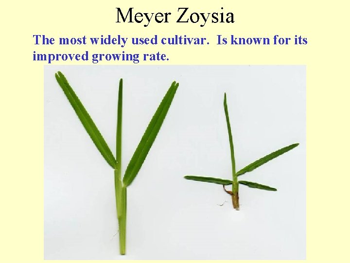 Meyer Zoysia The most widely used cultivar. Is known for its improved growing rate.