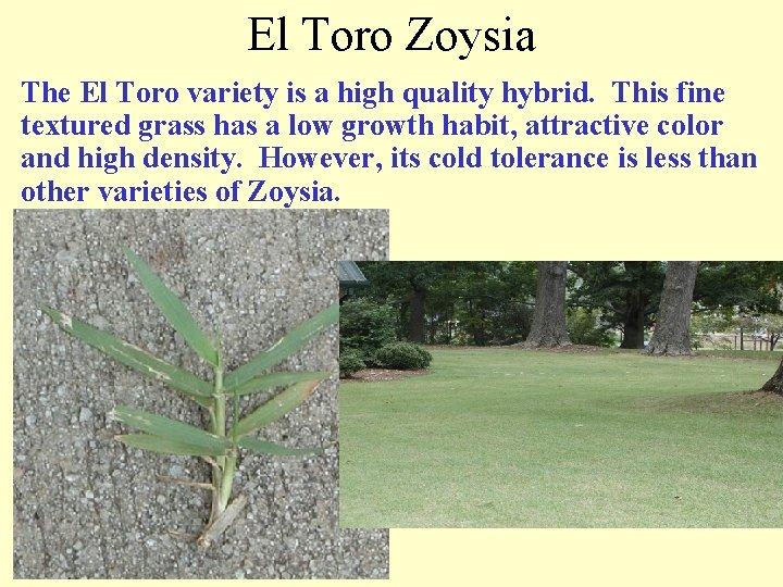 El Toro Zoysia The El Toro variety is a high quality hybrid. This fine