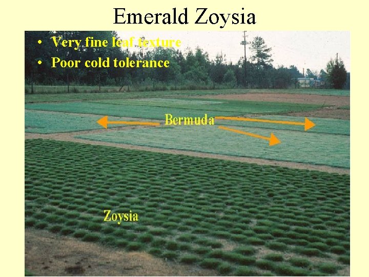 Emerald Zoysia • Very fine leaf texture • Poor cold tolerance 