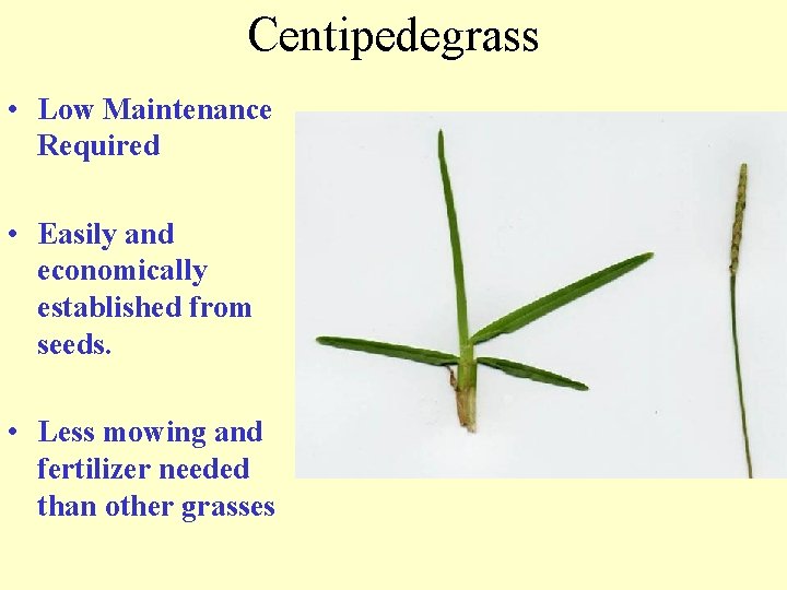 Centipedegrass • Low Maintenance Required • Easily and economically established from seeds. • Less