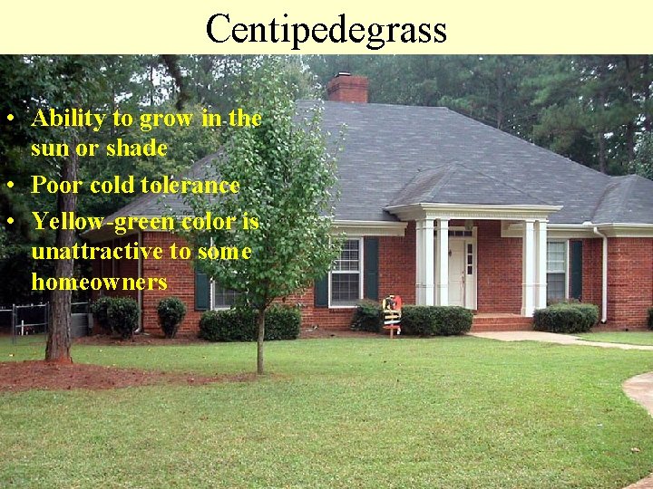 Centipedegrass • Ability to grow in the sun or shade • Poor cold tolerance