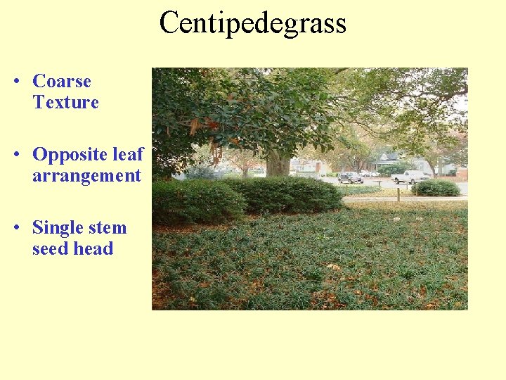 Centipedegrass • Coarse Texture • Opposite leaf arrangement • Single stem seed head 
