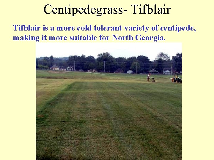 Centipedegrass- Tifblair is a more cold tolerant variety of centipede, making it more suitable