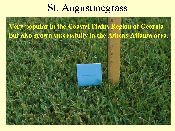 St. Augustinegrass Very popular in the Coastal Plains Region of Georgia but also grown