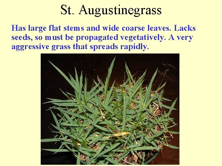 St. Augustinegrass Has large flat stems and wide coarse leaves. Lacks seeds, so must