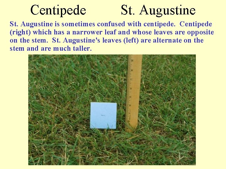 Centipede St. Augustine is sometimes confused with centipede. Centipede (right) which has a narrower