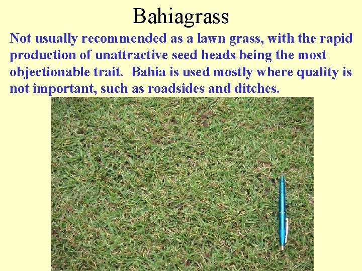 Bahiagrass Not usually recommended as a lawn grass, with the rapid production of unattractive