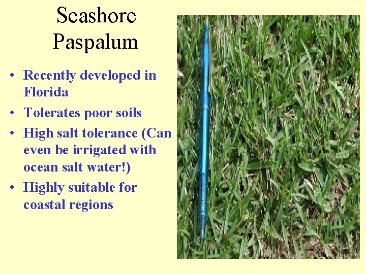 Seashore Paspalum • Recently developed in Florida • Tolerates poor soils • High salt