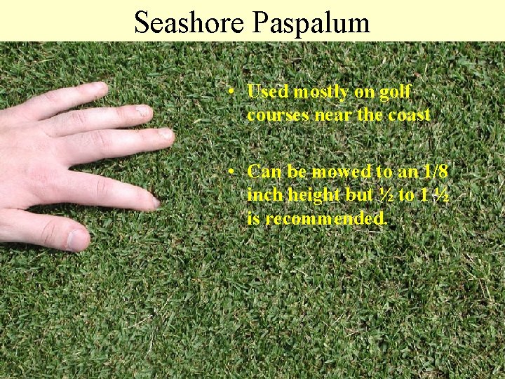 Seashore Paspalum • Used mostly on golf courses near the coast • Can be