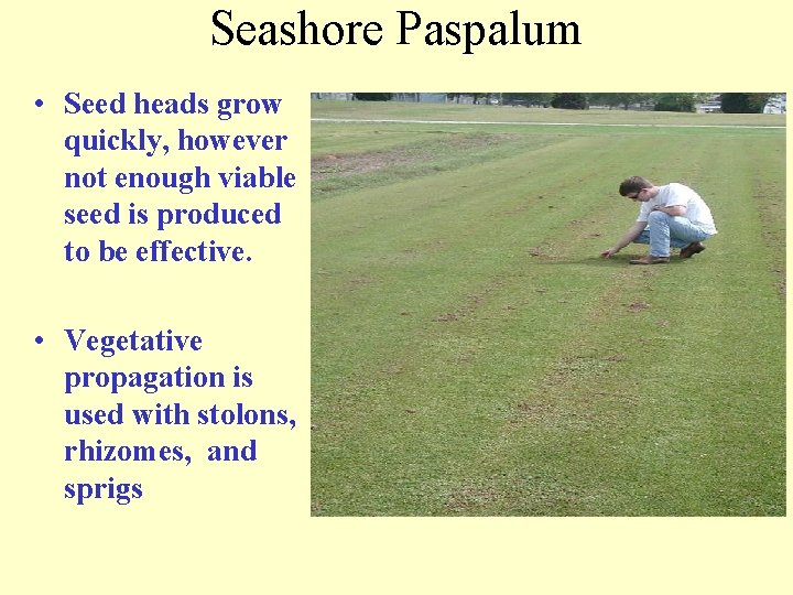 Seashore Paspalum • Seed heads grow quickly, however not enough viable seed is produced