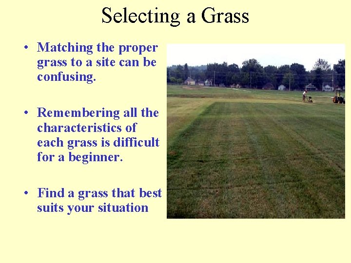 Selecting a Grass • Matching the proper grass to a site can be confusing.