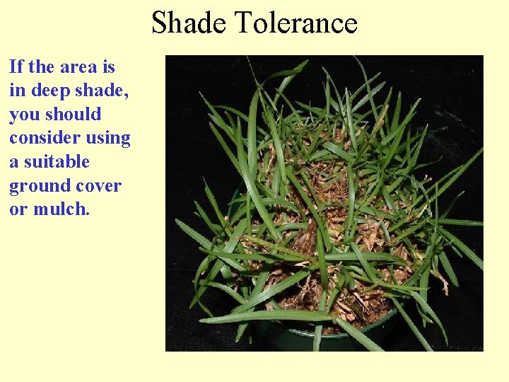 Shade Tolerance If the area is in deep shade, you should consider using a