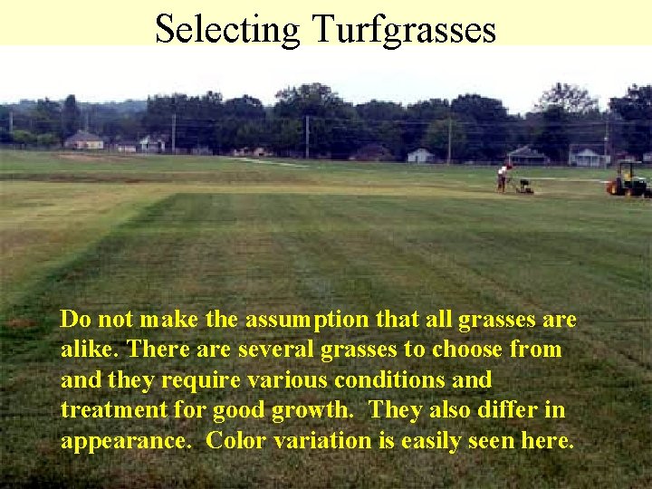 Selecting Turfgrasses Do not make the assumption that all grasses are alike. There are