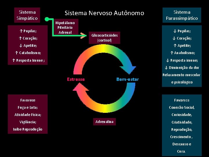 Sistema Simpático ↑ Pupilas; Sistema Nervoso Autônomo Hipotálamo Pituitária Adrenal ↑ Coração; Glicocorticóides (cortisol)