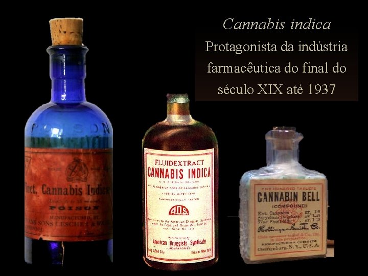 Cannabis indica Protagonista da indústria farmacêutica do final do século XIX até 1937 