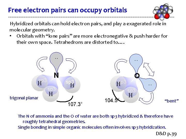 Free electron pairs can occupy orbitals Hybridized orbitals can hold electron pairs, and play