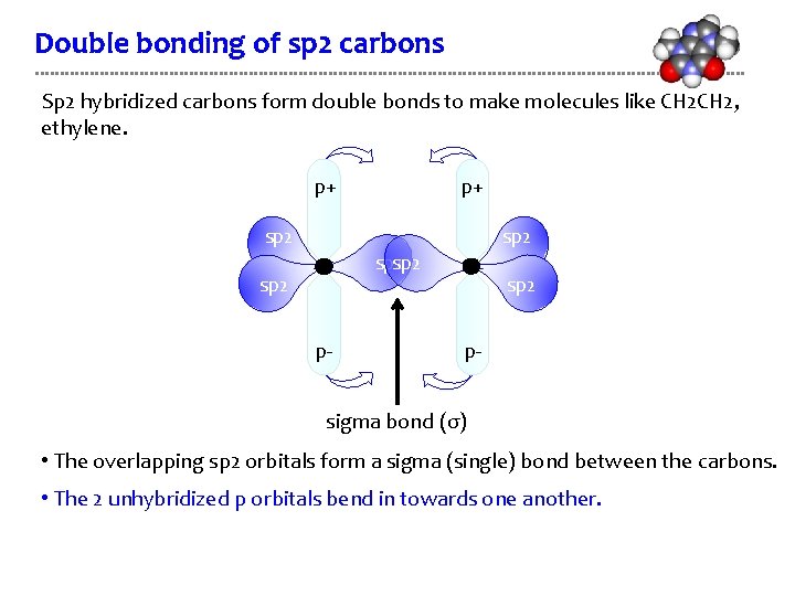 Double bonding of sp 2 carbons Sp 2 hybridized carbons form double bonds to