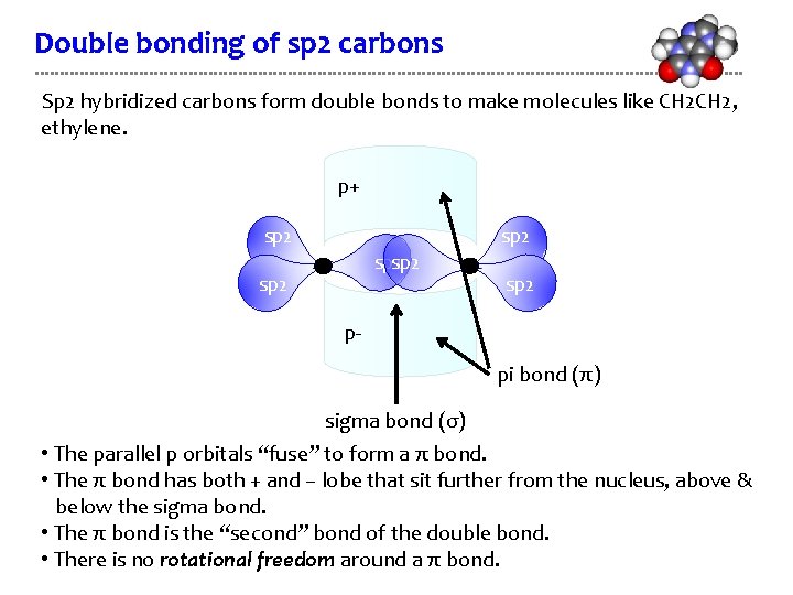 Double bonding of sp 2 carbons Sp 2 hybridized carbons form double bonds to