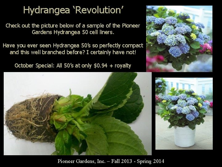 Hydrangea ‘Revolution’ Check out the picture below of a sample of the Pioneer Gardens