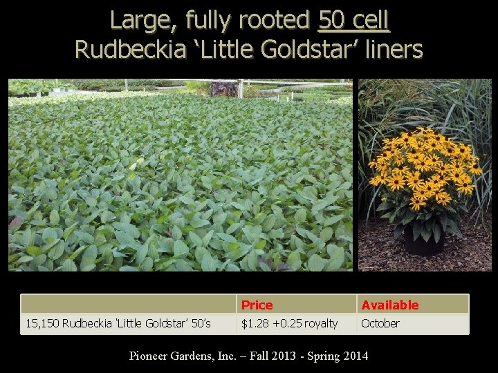 Large, fully rooted 50 cell Rudbeckia ‘Little Goldstar’ liners 15, 150 Rudbeckia ‘Little Goldstar’