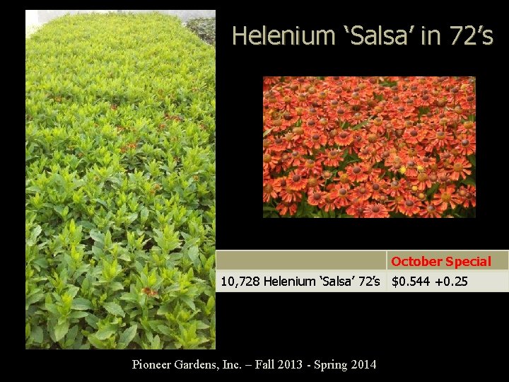 Helenium ‘Salsa’ in 72’s October Special 10, 728 Helenium ‘Salsa’ 72’s $0. 544 +0.