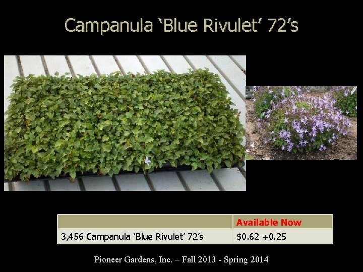 Campanula ‘Blue Rivulet’ 72’s Available Now 3, 456 Campanula ‘Blue Rivulet’ 72’s $0. 62