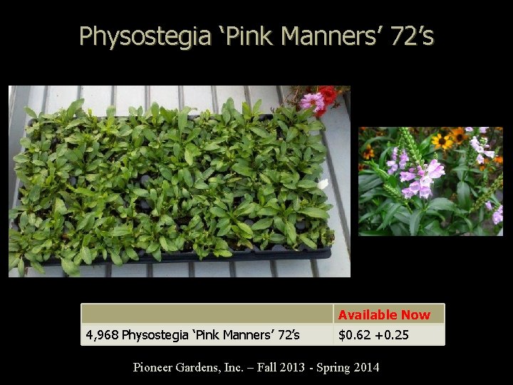 Physostegia ‘Pink Manners’ 72’s Available Now 4, 968 Physostegia ‘Pink Manners’ 72’s $0. 62