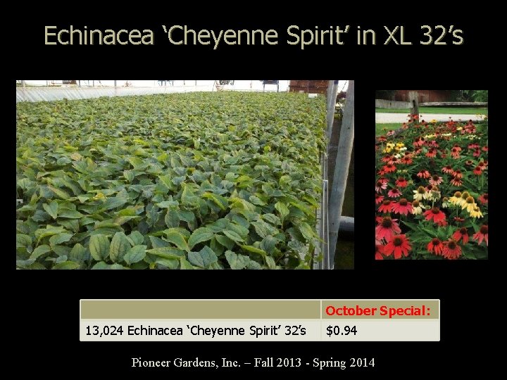 Echinacea ‘Cheyenne Spirit’ in XL 32’s October Special: 13, 024 Echinacea ‘Cheyenne Spirit’ 32’s