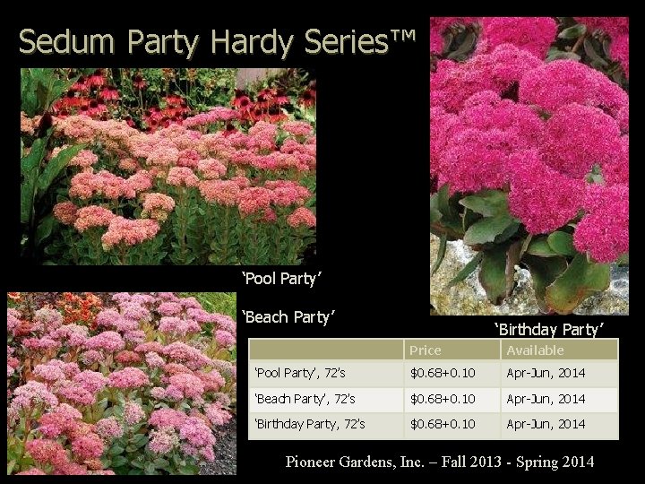 Sedum Party Hardy Series™ ‘Pool Party’ ‘Beach Party’ ‘Birthday Party’ Price Available ‘Pool Party’,