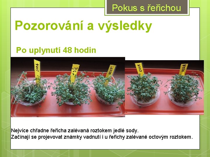 Pokus s řeřichou Pozorování a výsledky Po uplynutí 48 hodin Nejvíce chřadne řeřicha zalévaná