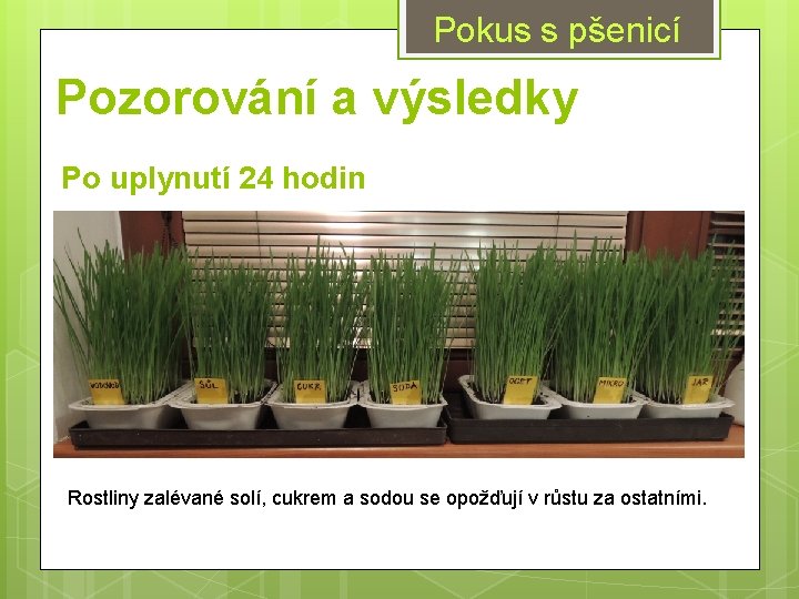 Pokus s pšenicí Pozorování a výsledky Po uplynutí 24 hodin Rostliny zalévané solí, cukrem