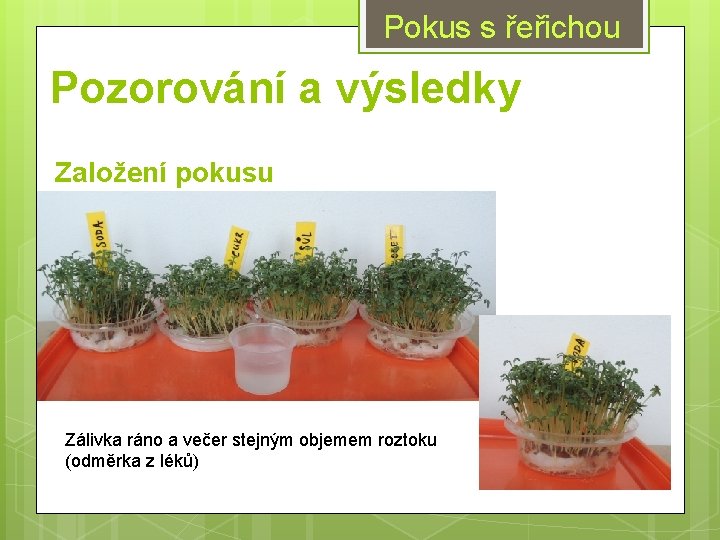 Pokus s řeřichou Pozorování a výsledky Založení pokusu Zálivka ráno a večer stejným objemem